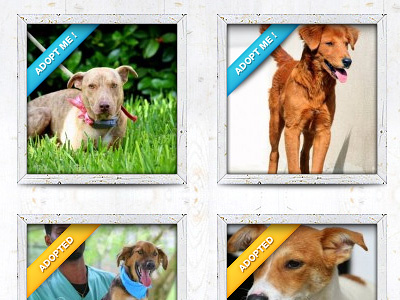 Humane Society - Adoption Listing adoption charity dogs humane society non profit