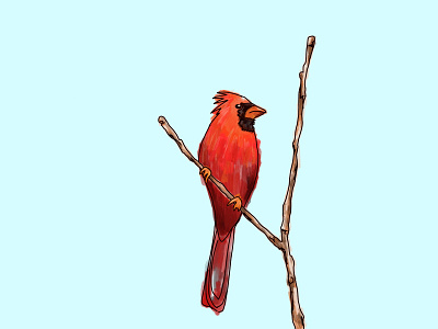A Cardinal art drawing fun illustration illustration art nature