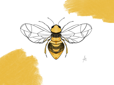 Honeybee illustration