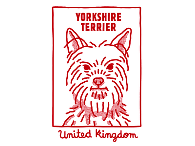 Yorkshire Terrier animal collection dog hair illustration line outline script texture thick yorkshire