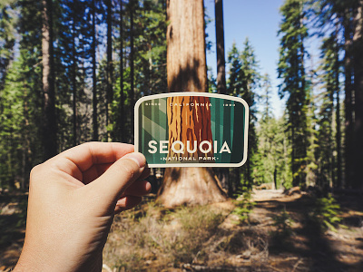 Sequoia National Park Tree