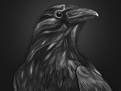 Crow black crow drawing