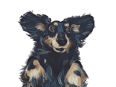 PACO digital illustration illustration pet portrait vector