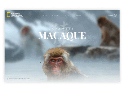 Snow Monkey interaction design monkeys national geographic ui design web design