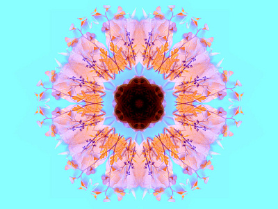 Botanic Kaleidoscope Pattern 1 botanical kaleidoscope pattern photography