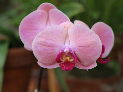 Orchid photography