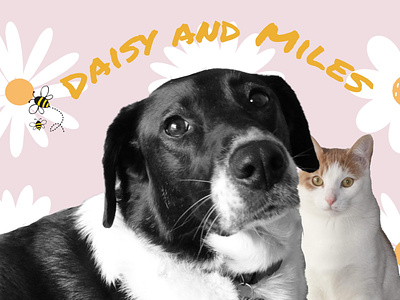 Photoshop of my Dog and Cat
