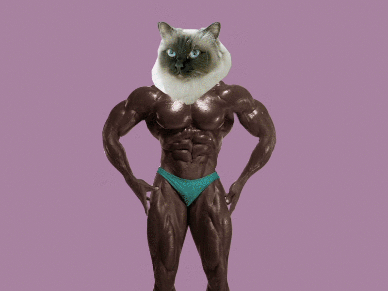 Let's kick some mograph 2d aftereffects animation bodybuilding cat character illustration mograph