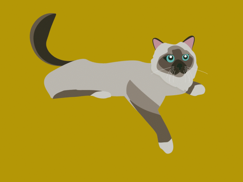 Luna 2d aftereffects animation cat character illustration motion design