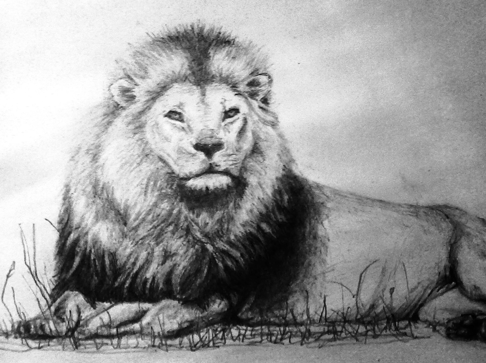 detailed lion drawings in pencil