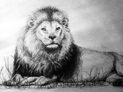 Lion - drawing 2HB pencil