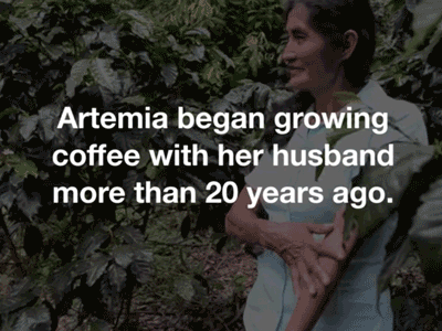 Artemia's Story coffee farmer forest gif rainforest story video