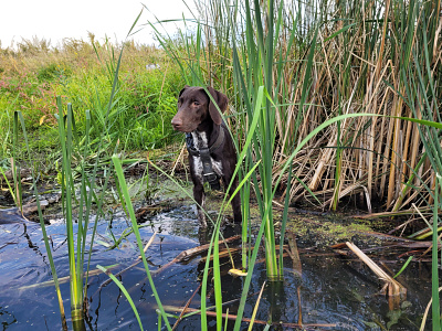 Dog on the banks of the Sura river