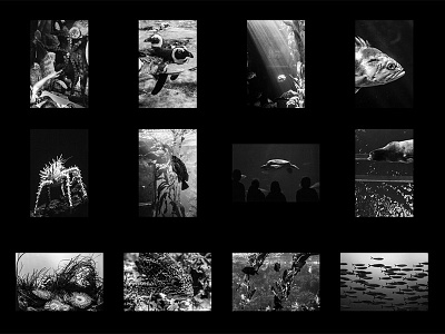 Monterey Bay Aquarium aquarium black and white editing fish monterey octopus penguin photography shark turtle underwater