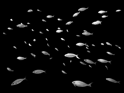 Fish School black and white fish heart ocean school school of fish sea swimming underwater