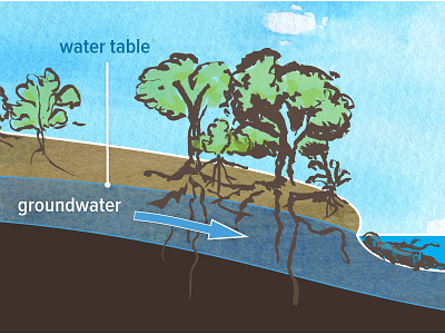 Groundwater Flow in Riparian Zone