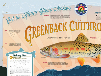 Detail: Greenback Cuttthroat poster