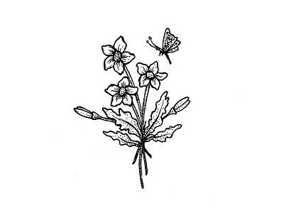 Cross pollination butterfly drawing flower illustration pen
