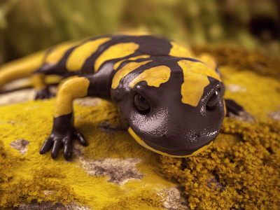 Fire Salamander