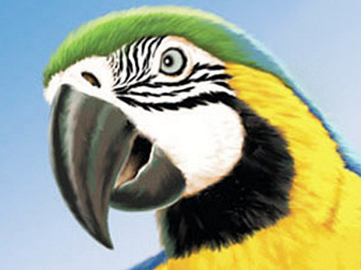 Macaw