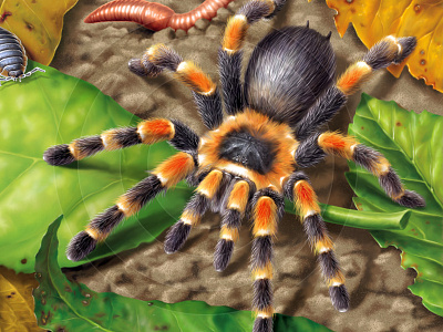 Tarantula arachnids art bugs digital fur illustration insects leaves spiders worm