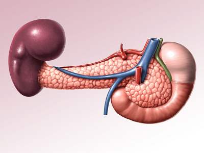 Pancreas-Spleen-Duodenum anatomical anatomy duodenum medical medical illustration organs pancreas pharmaceutical pharmacy spleen