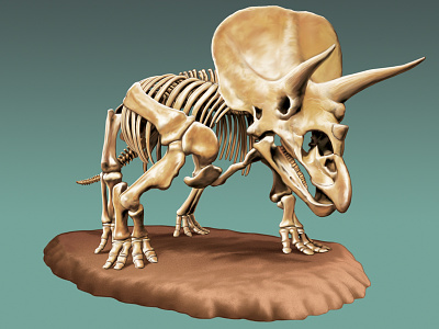 Triceratops bones dinosaurs exhibit horns illustration museum prehistoric prehistory skeleton