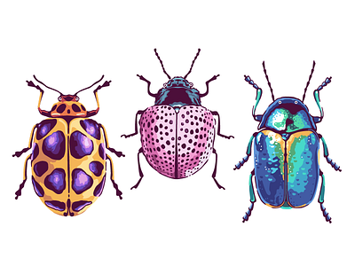 Bugs & Beetles beetle bug insect
