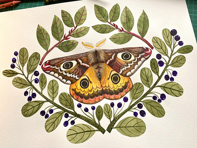 Emperor Moth