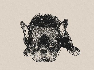 French Bulldog Ink Drawing dog domestic animal french bulldog frenchie illustration ink drawing pet