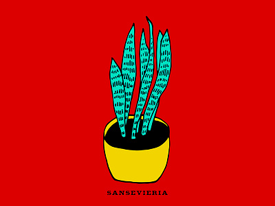 Succulent 01 drawing evergreen illustration indoor plant mother in laws tongue pop art saint georges sword sansevieria pinguicula sansevieria trifasciata snake plant succulent vipers bowstring hemp