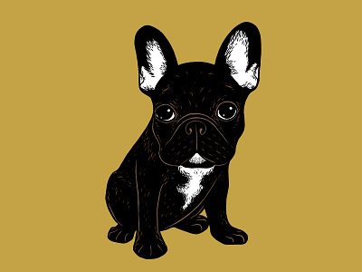 Brindle French Bulldog