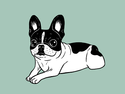 Double Hooded Pied Frenchie animal brindle cute dog double hooded drawing french bulldog frenchie illustration pets life pied pop art puppy love