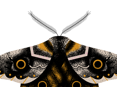 Moth illustration moth stipple