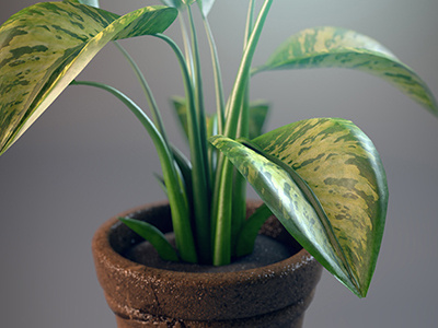 3D Plant 2 3d plant cody courmier eco green house plant pot real render