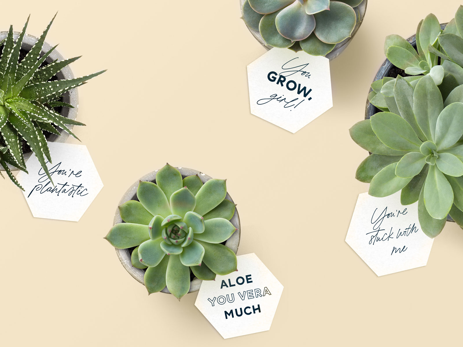 printable-succulent-gift-tags-by-shelby-warwood-for-siege-media-on-dribbble