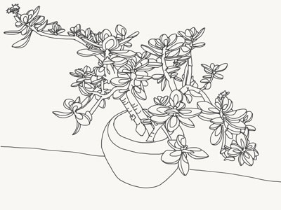 Jade Plant Illustrations