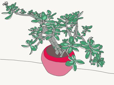 Jade Plant- Coloured in