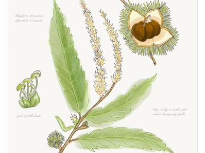 Chestnuts botanical illustration