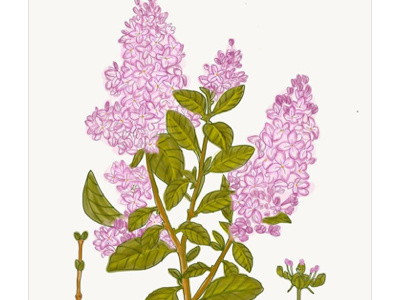 Lilacs botanical illustration
