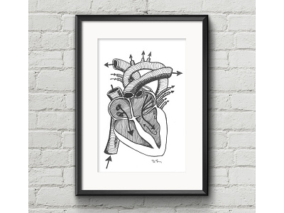 Anatomical Heart anatomical heart illustration