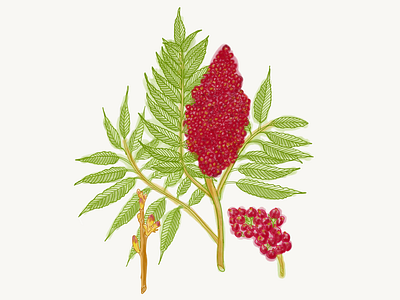 Sumac botanical illustration