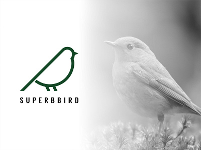 Superb Bird / Minimal bird logo 2d agency animal bird brand identity brand mark business logo creative cute drawing graphic design icon identity identity designer logo logo design logomark minimalist logo modern logo nature