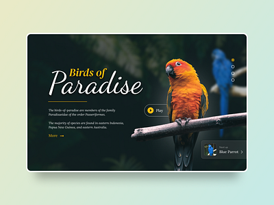 Birds of Paradise animal animals bird birds figma jungle landing page parrot ui uidesign web design