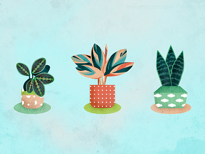 House plants design graphic graphic design illustration plant illustration plants vector illustration