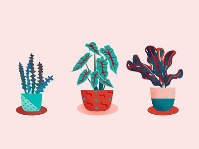 House Plants branding design digital illustration graphic graphic design house plants illustration plant