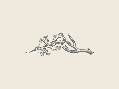Antler antler babys breath branding design floral graphic design illustration imagery nature