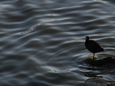 Pajaro en el lago