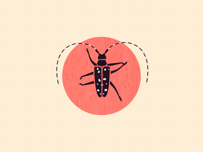 Asian Longhorn Beetle