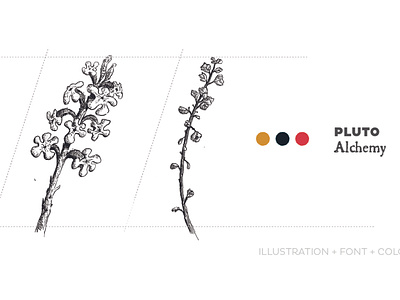 Illustration for Wine Label & Brand branding concept design flowers graphic design illustration logo marca nature organic vino wine